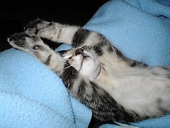 Gatti (292)